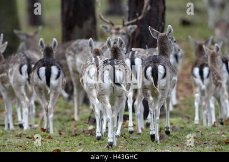 Damwild, Dama Dama, Herde, Stockfoto
