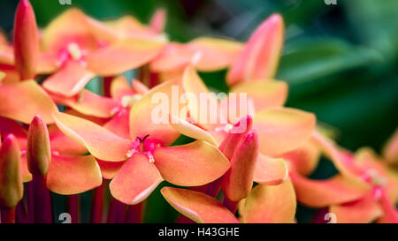 Schuss von Ixora Flowers hautnah. Stockfoto