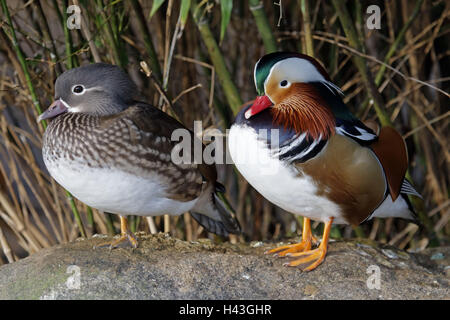 Mandarin-Enten, Aix Galericulata, paar, Stockfoto