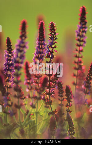 Steppen Salbei, Salvia Nemorosa, Blüten, Gegenlicht, Unschärfe, Stockfoto