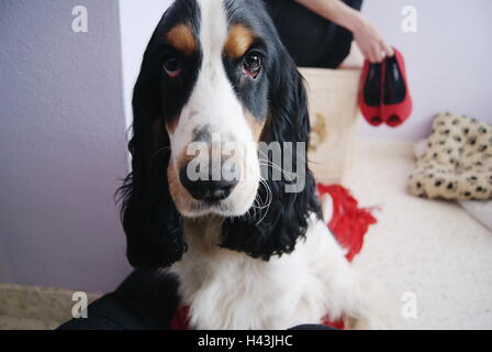 Cocker Spaniel Hund mit Frau sitzt im Hintergrund Stockfoto