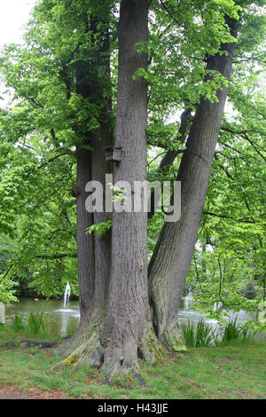 Deutschland, Sächsische Schweiz, Rammenau, Schloss Gebäude, Joh.-Gott.-Fichte-Park, Teich, Wasserstrahlen, Ufer, breitblättrigen Baum Stockfoto