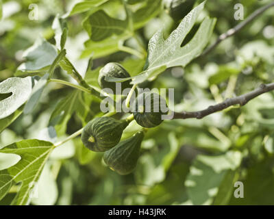 Feigenbaum, Ficus Carica, Früchte, Blätter, mittelgroße Nahaufnahme, Maulbeergewächse, Feigen, Ficus, Obst, unreif, grün, Nahaufnahme, Stockfoto