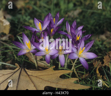 Wiese Safran, Colchicum Autumnale, Blüten, lila, Stockfoto