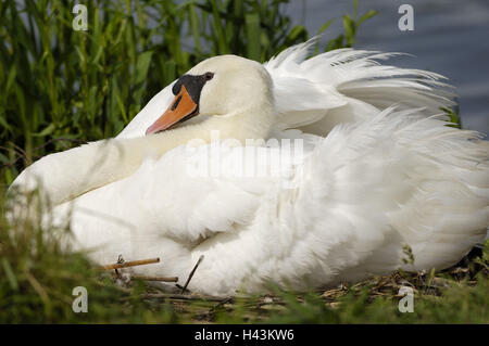 Buckel Schwan, geistlichen Schwan, Cygnus Olor, Stockfoto