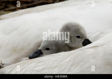 Höckerschwan Cygnus Olor, Küken, zwei, schlafen, Gefieder, abgedeckt, Stockfoto