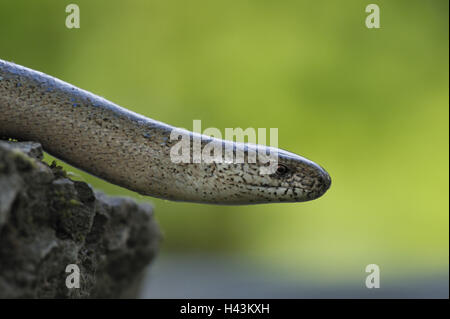 Blindworm, geschiedenen Fragilis, Slow-Wurm, Lauffläche, Stockfoto