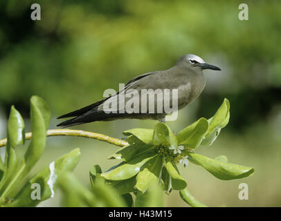 Gabel, Noddiseeschwalbe, Anous Stolidus Pileatus, Vogel, wildes Tier, Tier, Seeschwalbe, absichtliche Tauchgang, den Seychellen, Stockfoto