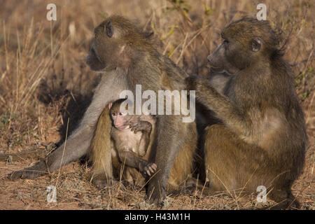 Afrika, Botswana, North West District, Chobe-Nationalpark Chobe Fluss, Steppe Pavian, Papio Cynocephalus, zwei Weibchen Fell Pflege, Jungtier, Stockfoto