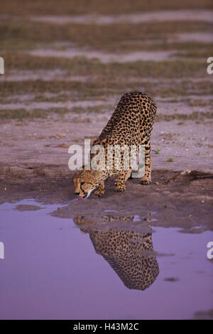 Afrika, Botswana, North-West District, Nxai Pan Nationalpark, Gepard, Acinonyx Jubatus, Wasserloch, Stockfoto