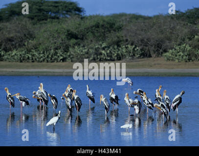 Indien, Bharatpur, Keoladeo Ghana Nationalpark, See, Störche, farbige Mycteria Leucocephala, Asien, Gewässern, wild Tiere, Tiere, Natur, Nimmersatte, Störche, Schreitvögel, Wildtiere, Stockfoto