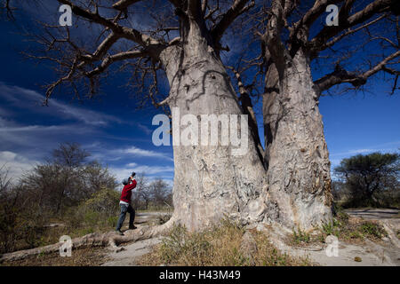 Afrika, Botswana, North West District, Nxai Pan Nationalpark, Baines Baobabs, Affenbrotbäume Digitata, Fotograf, Stockfoto