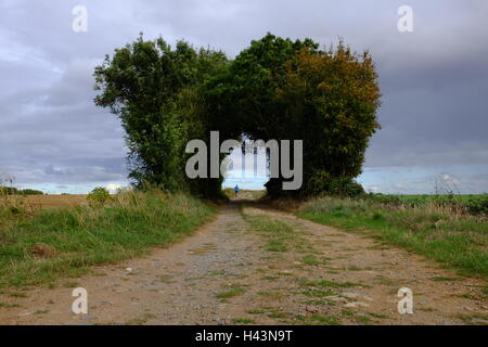 Mann zu Fuß auf Bäumen gesäumt Fußweg, Niort, Frankreich Stockfoto