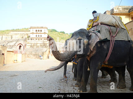 Mahut auf Elefanten im Amber fort Stockfoto