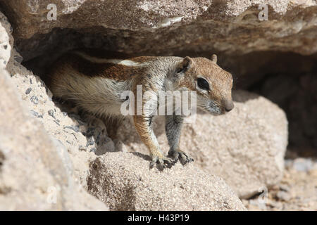 Nordafrikanischen Borste Croissant, Grundeichhörnchen, Stockfoto