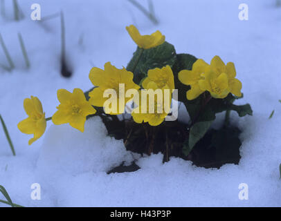 Garten, Schnee, Sumpfdotterblumen, Caltha Palustris, Pflanzen, Blumen, Schnee, Blüten, gelb, Zeitraum Blüte, Natur, Frühlingserwachen, Frühlingsblumen, Sumpfdotterblumen, Stockfoto