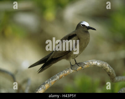 Gabel, Noddiseeschwalbe, Anous Stolidus Pileatus, Vogel, wildes Tier, Tier, Seeschwalbe, absichtliche Tauchgang, den Seychellen, Stockfoto