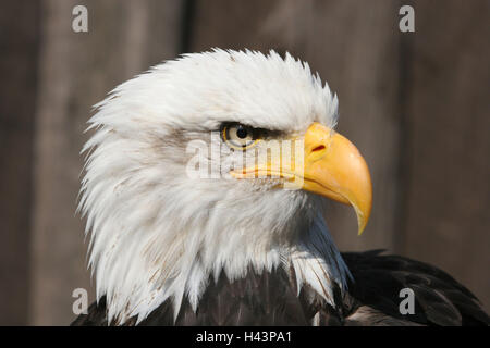 Weißen Kopf See-Adler, Haliaeetus Leucocephalus, Porträt, Tier, Vogel, Vogel Beute, Gefieder, Tier Porträt, Adler, weißer Kopf Adler, Seeadler, Deutschland, Mecklenburg-Vorpommern, Vogelpark Marlow, Stockfoto