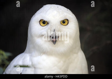 Schneeeule, Nyctea Scandiaca, Portrait, Stockfoto