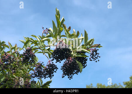 Schwarzer Holunder, Sambucus Nigra, Holunderbeeren, Beeren, Geißblatt Pflanzen, Heilpflanzen, Holler, Holunder, Holunder, Sambucus Nigra, schwarz, Strauch, Stockfoto