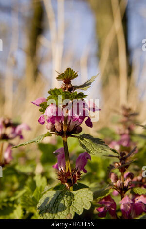 Toten Nessel Lamium Purpureum, Blüte, Botanik, Pflanze, Natur, Blumen, Purpur, rot, tot Brennnesseln, Lippe blühen Pflanzen, mittlere Nahaufnahme, Blüte, Medikament Pflanze, Heilpflanzen, Kräuter, Flora, Stockfoto