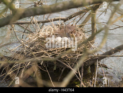 Teich Rallidae, Gallinula Chlor Opus, Eiern, Gelege, Nest, Zweige, Wasser, Kranichvogel, Wasser, Fluss, Gruiformes, Rallidaes, See, Bach, Vogel, Brut, Zucht, Teich Huhn, Natur, Wildnis, wilde Tiere, Lebensraum, jüngere Generation Stockfoto