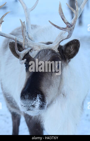 Rentier, Winter, Stockfoto