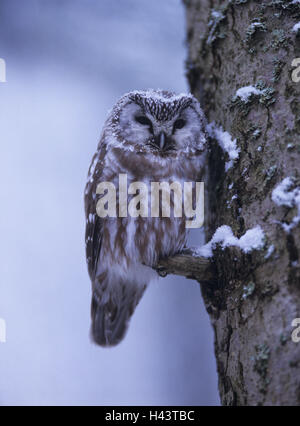 Boreal Eule, Aegolius Funereus, Stamm, Zweig, Sit, Winter, Stockfoto