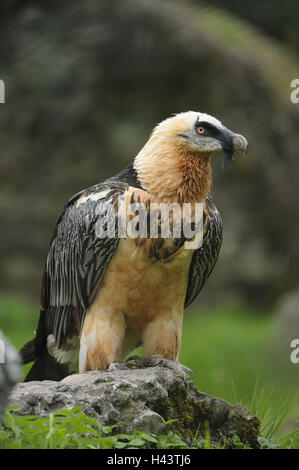 Bartgeier, sollten Barbatus, Stockfoto