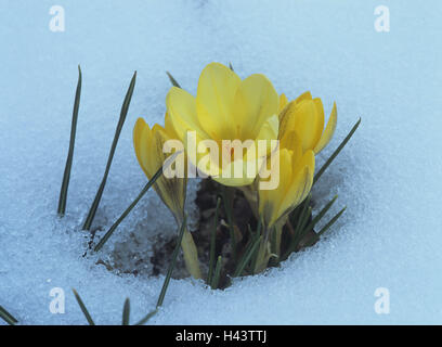 Garten, Schnee, Frühlings Krokus Crocus Albiflorus, Blüten, gelb, Pflanzen, Blumen, Schnee, Blüte, Zeitraum Blüte, Natur, Frühlingserwachen, Frühlingsblumen, Krokusse, Stockfoto