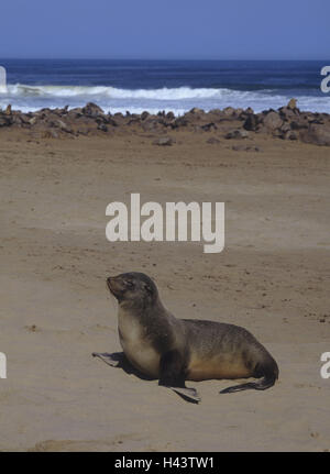 Sandstrand, Zwerges Seebär, Arctocephalus percivali, Otary, Raubtier, Säugetier, wildes Tier, Tier, Dichtung, Strand, Sand, Küste, Meer, Afrika, Namibia, Stockfoto