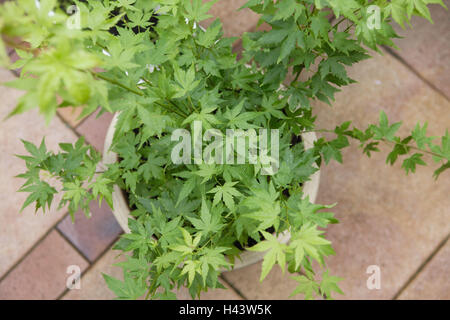 Fliesen, Blumentopf, Japanisch, professionelle Ahorn, von oben, Terrasse, Steinboden, Boden, gefliest, grüne Pflanze, Pflanze, grün, professionelle Ahorn, professionelle, Ahorne, Topfpflanze, Seife Baum Pflanzen, Strauch, baumartig, Sommer, Natur, Vegetation, Stockfoto