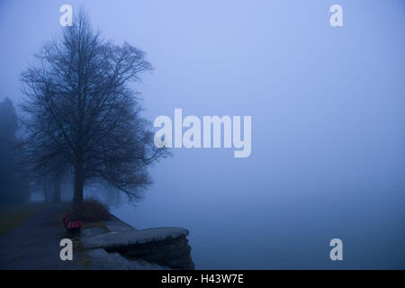 Lakeside, Bäume, neblige Stimmung, Stockfoto