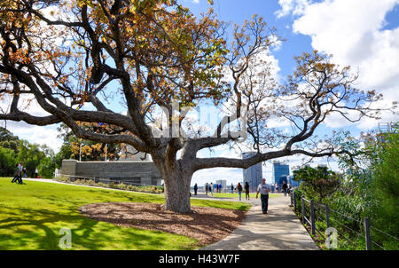 Perth, WA, Australien-August 22, 2015:Tourists im Kings Park Botanic Garden mit Ästen und Stadtbild in Perth, Western Australia. Stockfoto