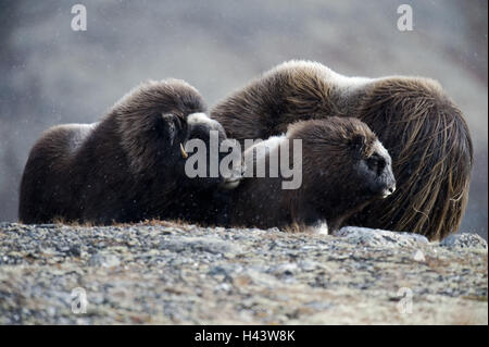 Moschusochsen, Ovibos Moschatus, Norwegen, Dovrefjell, Herbst, Stockfoto