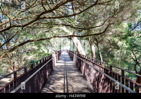 Erhöhten Fußgängerbrücke in absteigender Perspektive mit üppigen, überhängende Bäume im Königs Park in Perth, Western Australia. Stockfoto