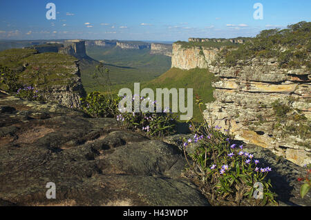 Brasilien, Bahia, Nationalpark Chapada Diamantina, Pai Inácio, anzeigen, Südamerika, Suche, Berge, Gebirge, Abendlicht, Landschaft, Tourismus, touristische Attraktion, Berglandschaft, Gulch, Canyon, Natur, Himmel, Pflanzen, Blumen, lila, Blüte, Stockfoto