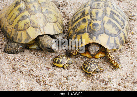 Griechische Landschildkröte, Testudo Hermanni, Stockfoto