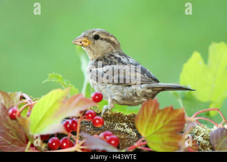 Ein Englisch-Sparrow spitzte die Ohren unter den Beeren. Stockfoto