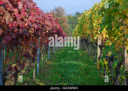 Deutschland, Baden-Wurttemberg, Imperial Stuhl, Schönberg, Weinberg, Reben, Herbst, Südbaden, niedrige Bergkette, Wirtschaft, Landwirtschaft, Weinbaugebiet, Weinbau, Weinterrassen, Weinberg, Pflanzen, Nutzpflanzen, Weinreben, Reben, herbstliche, Herbst stainin Stockfoto