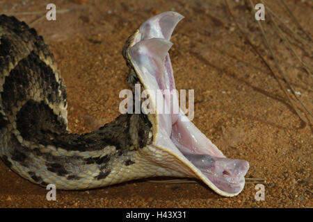 Pouf Viper, Seitenansicht, Porträt, Giftschlange, Warteschlange, Viper, Reptil, giftig, Tier, wildes Tier, Angriff, Bedrohung, Kopf, Auge, Sand, Tier-Portrait, Afrika, Stockfoto