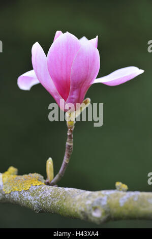 Magenta-Magnolie, Magnolia Liliiflora, Blüte, Detail, Stockfoto