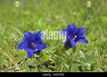 Enzian, Blüten, Stefanova, Nationalpark "Mala Fatra", Provinz Zilina, Slowakei, Stockfoto