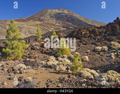 Spanien, Kanarische Inseln, Teneriffa, Pico del Teide, Nationalpark, Vulkan, Kiefer, Lava, Stockfoto