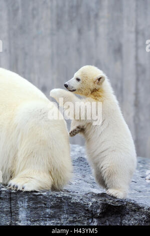 Eisbären, Ursus Maritimus, Jungtier, Spiel, Mutter Tier, Stockfoto