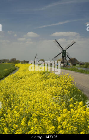 Die Niederlande, Groot-Ammers, Windmühlen, Raps, Blüte, gelb, Stockfoto