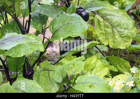 Wachsende Melanzana lila Auberginen auf seinem Baum Stockfoto