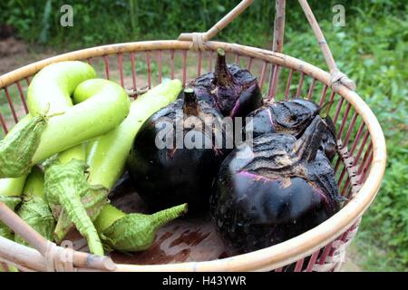 Grün und lila Auberginen auf Baske Stockfoto