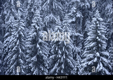 Fichte, Wald, Detail, Bäume, Schnee, Natur, Pflanzen, Vegetation, Holz, Fichten, Nadelwald, Koniferen, Nordschwarzwald, Winter, Schnee, kalt, eisig, frost, Stockfoto