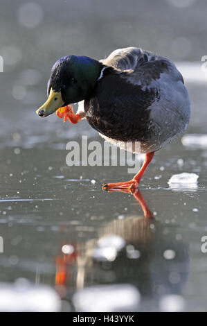 Anas Platyrhynchos, Lauf, Kratzer, Stockente, Eisdecke, Stockente, Natur, Tier, Vogel, Drake, männlichen, kleine Männer, ganze Körper, Eis, Winter, gefroren, kalt, eingefrorene, Unschärfe, wildes Tier, Stockfoto